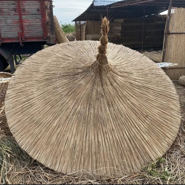 Proje